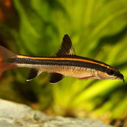 Epalzeorhynchos kalopterus  - Barbeau à belles nageoires